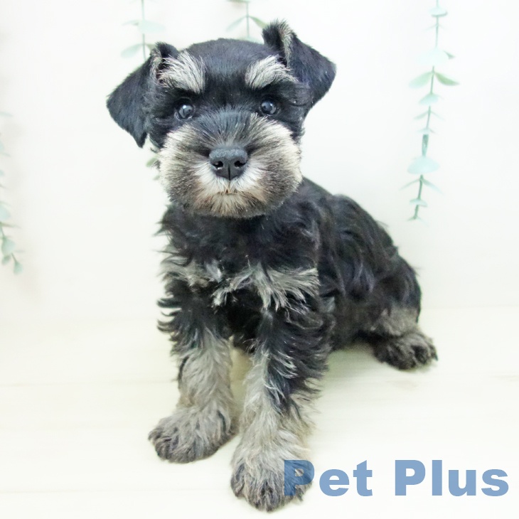 愛知県のミニチュアシュナウザー (ペットプラス 千音寺店/2025年10月21日生まれ/女の子/ブラックシルバー)の子犬の2枚目の画像