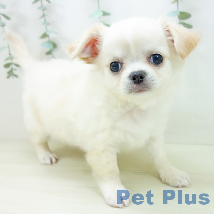 茨城県のチワワ(ロング) (ペッツワン 古河店/2025年10月21日生まれ/男の子/クリームホワイト)の子犬の1枚目の画像