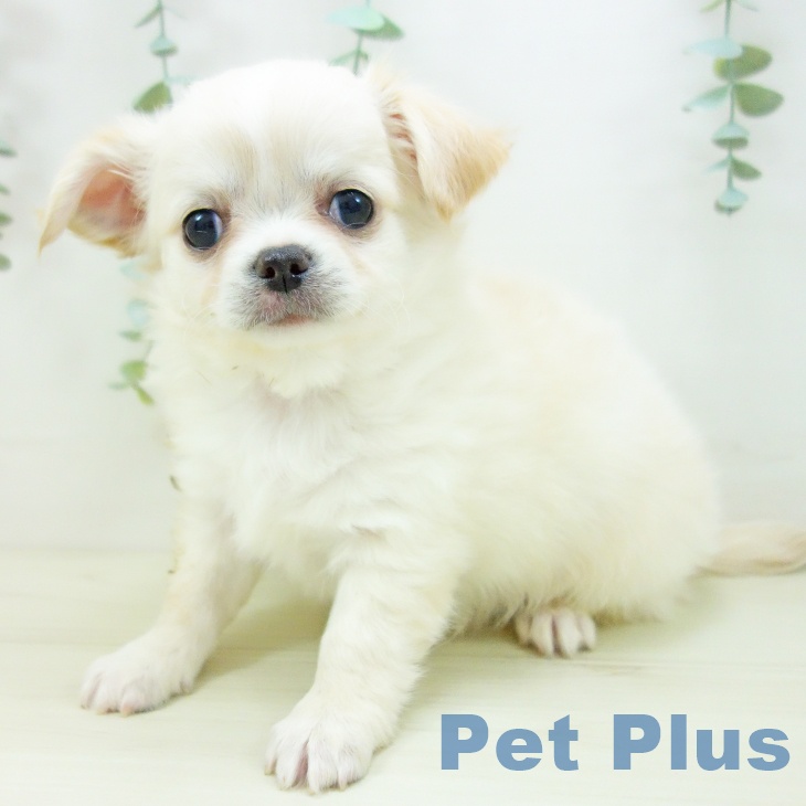 茨城県のチワワ(ロング) (ペッツワン 古河店/2025年10月21日生まれ/男の子/クリームホワイト)の子犬の2枚目の画像