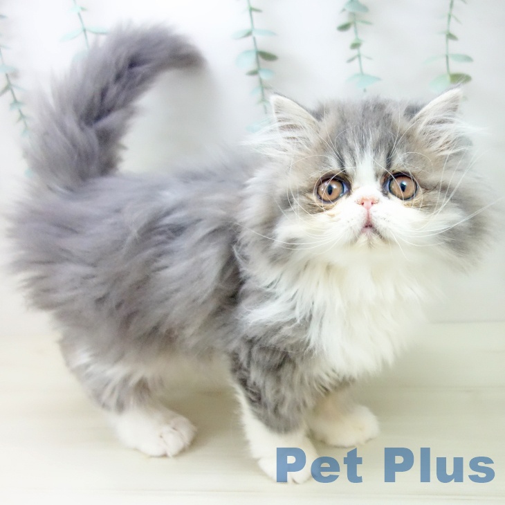 福岡県のエキゾチック (ペットプラス 八幡東店/2025年9月27日生まれ/男の子/ブルータビーホワイト)の子猫の1枚目の画像