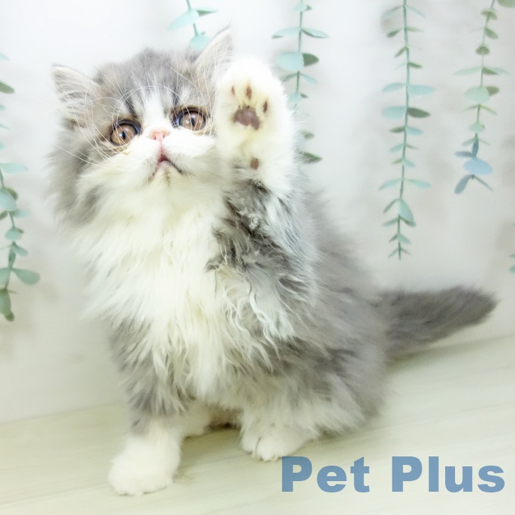 福岡県のエキゾチック (ペットプラス 八幡東店/2025年9月27日生まれ/男の子/ブルータビーホワイト)の子猫の2枚目の画像