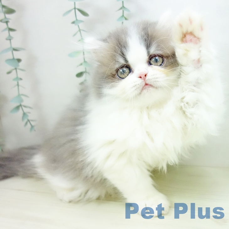 愛知県のペルシャ (ペットプラス mozoワンダーシティ店/2025年10月3日生まれ/男の子/ブルーホワイト)の子猫の1枚目の画像