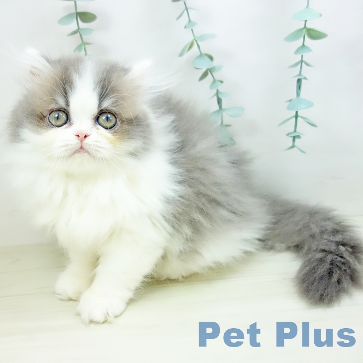 愛知県のペルシャ (ペットプラス mozoワンダーシティ店/2025年10月3日生まれ/男の子/ブルーホワイト)の子猫の2枚目の画像