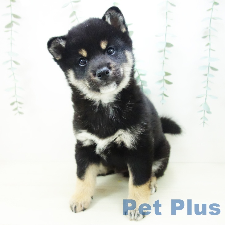 岐阜県の柴犬(標準サイズ) (ペットプラス 各務原店/2025年10月18日生まれ/男の子/黒)の子犬の2枚目の画像