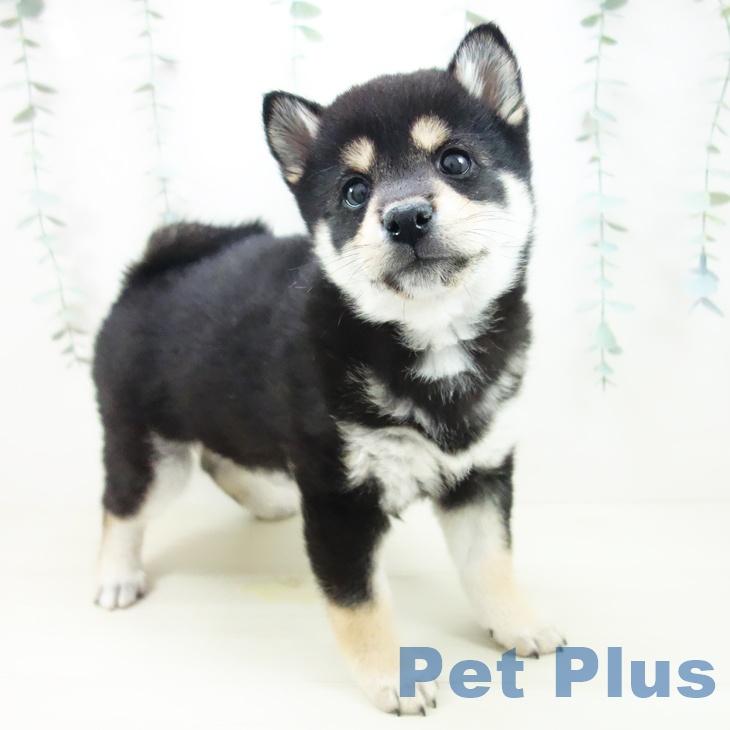 愛知県の柴犬(標準サイズ) (ペットプラス 名古屋茶屋店/2025年10月18日生まれ/男の子/黒)の子犬の1枚目の画像
