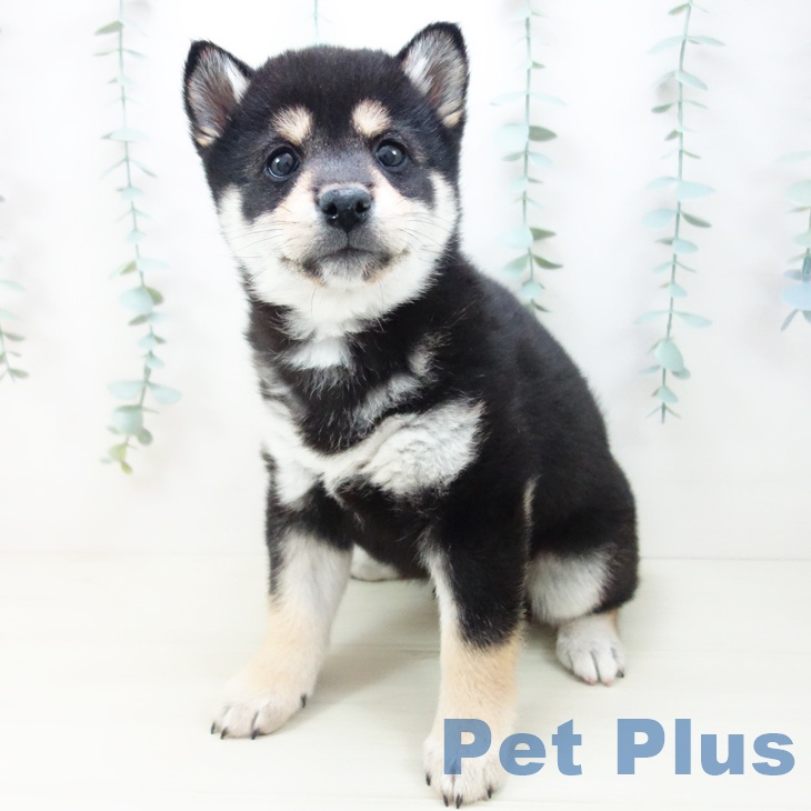 愛知県の柴犬(標準サイズ) (ペットプラス 名古屋茶屋店/2025年10月18日生まれ/男の子/黒)の子犬の2枚目の画像