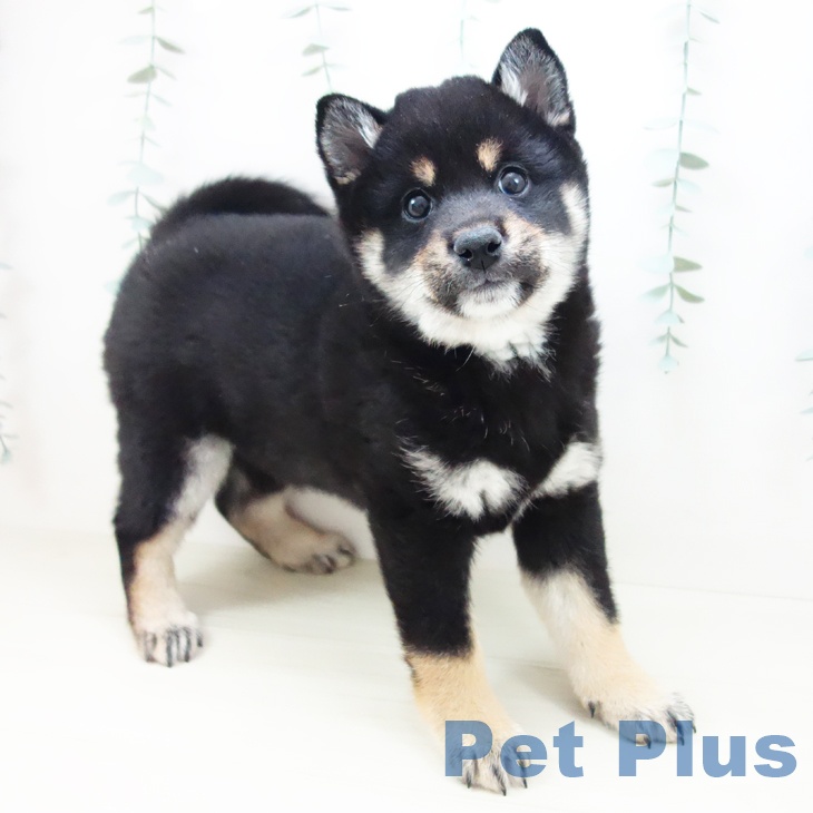 富山県の柴犬(標準サイズ) (ペットプラス 高岡店/2025年10月18日生まれ/女の子/黒)の子犬の1枚目の画像