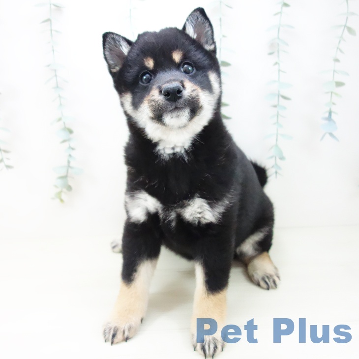 富山県の柴犬(標準サイズ) (ペットプラス 高岡店/2025年10月18日生まれ/女の子/黒)の子犬の2枚目の画像