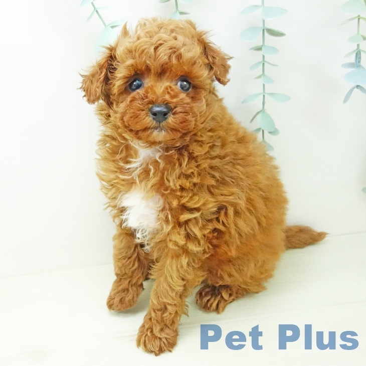 トイ・プードル