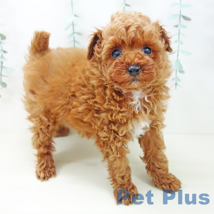 トイ・プードルの写真2