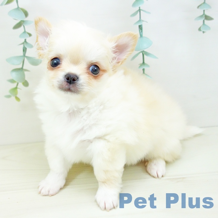 岐阜県のチワワ(ロング) (ペットプラス 各務原店/2025年10月22日生まれ/男の子/クリームホワイト)の子犬の1枚目の画像