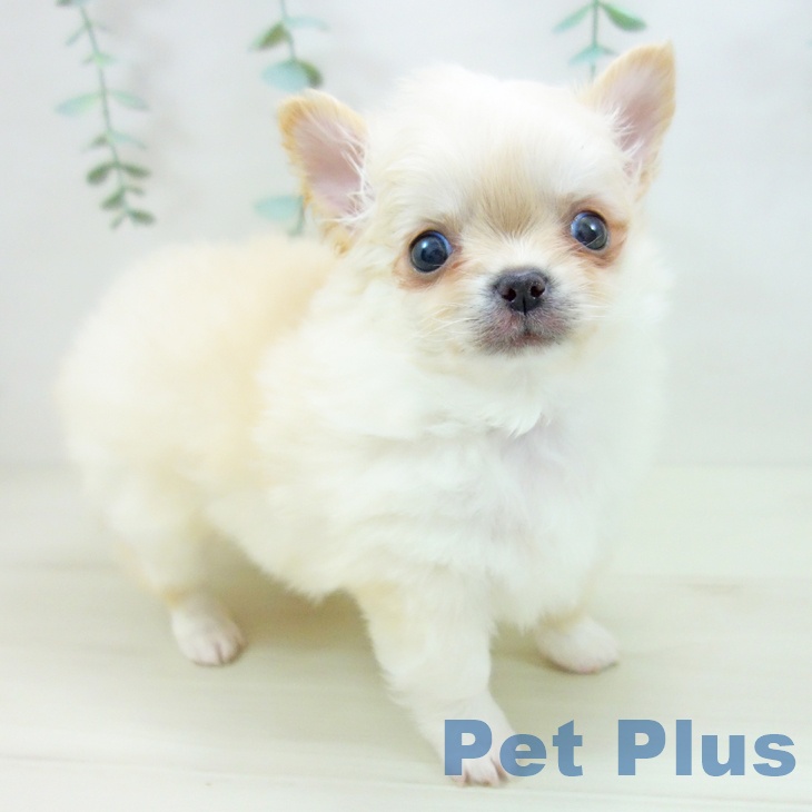 岐阜県のチワワ(ロング) (ペットプラス 各務原店/2025年10月22日生まれ/男の子/クリームホワイト)の子犬の2枚目の画像