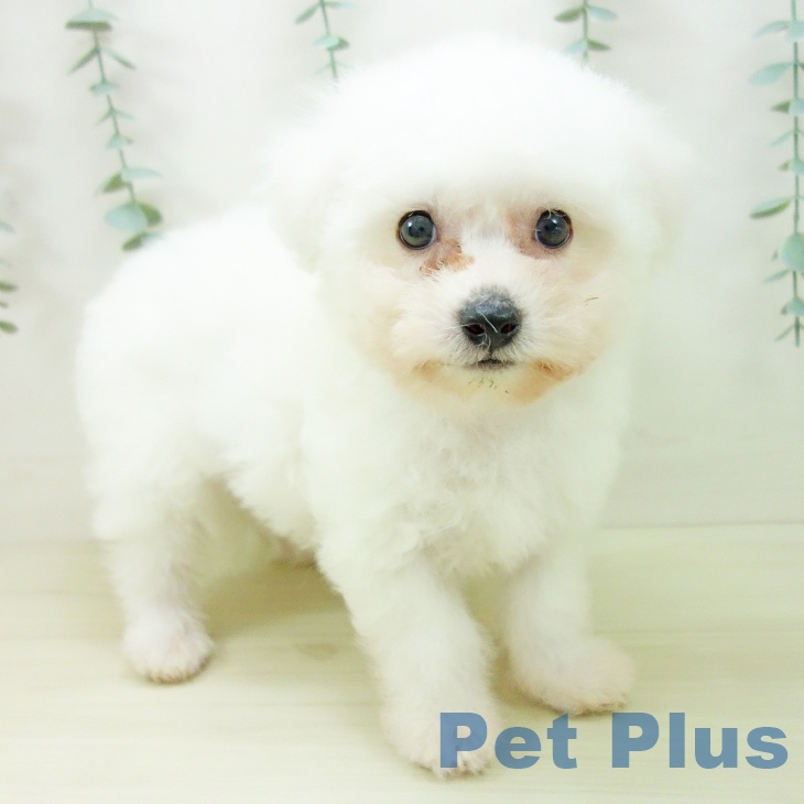 愛知県のビションフリーゼ (ペットプラス 豊田店/2025年10月22日生まれ/男の子/ホワイト)の子犬の1枚目の画像