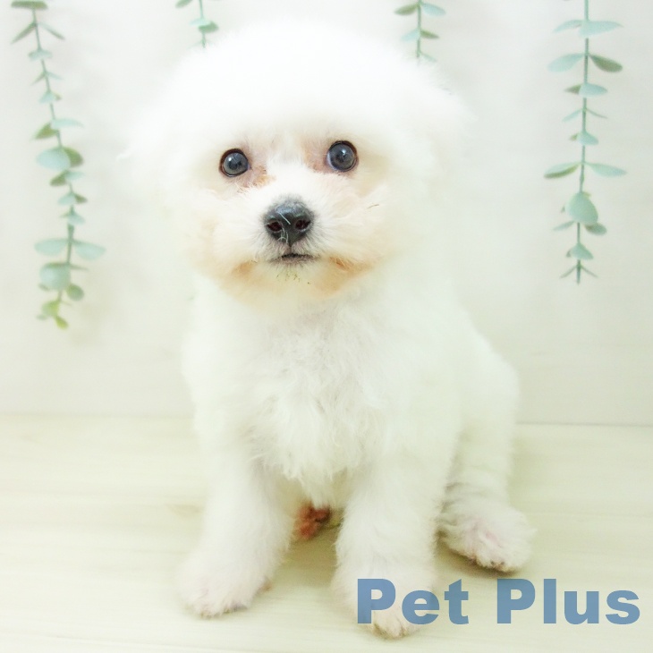 愛知県のビションフリーゼ (ペットプラス 豊田店/2025年10月22日生まれ/男の子/ホワイト)の子犬の2枚目の画像