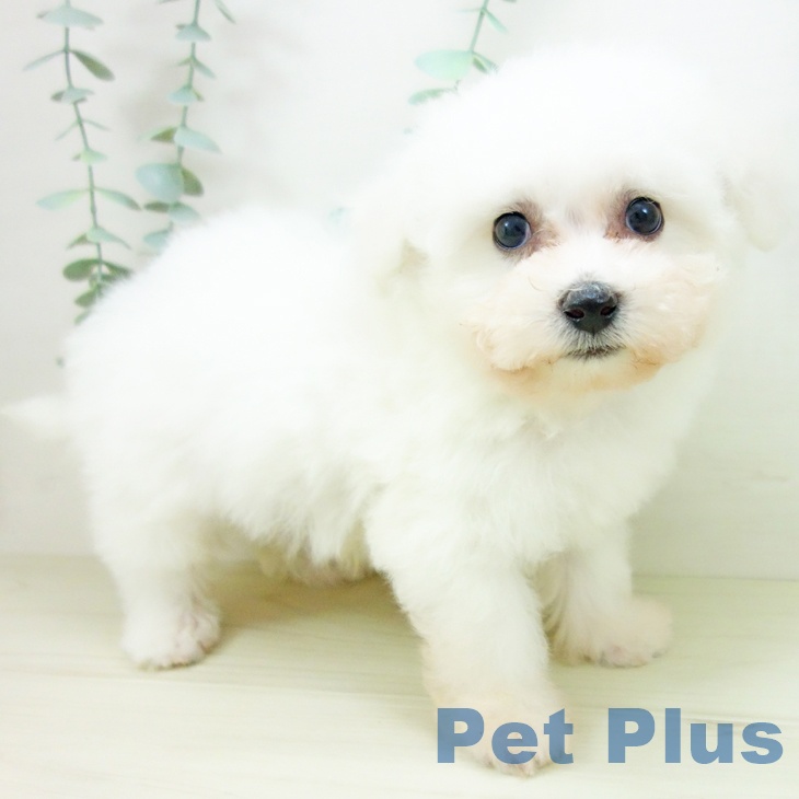 石川県のビションフリーゼ (ペットプラス 白山店/2025年10月22日生まれ/男の子/ホワイト)の子犬の1枚目の画像