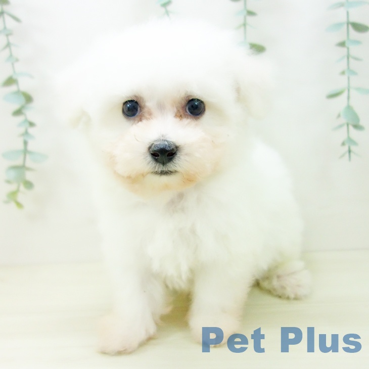 石川県のビションフリーゼ (ペットプラス 白山店/2025年10月22日生まれ/男の子/ホワイト)の子犬の2枚目の画像