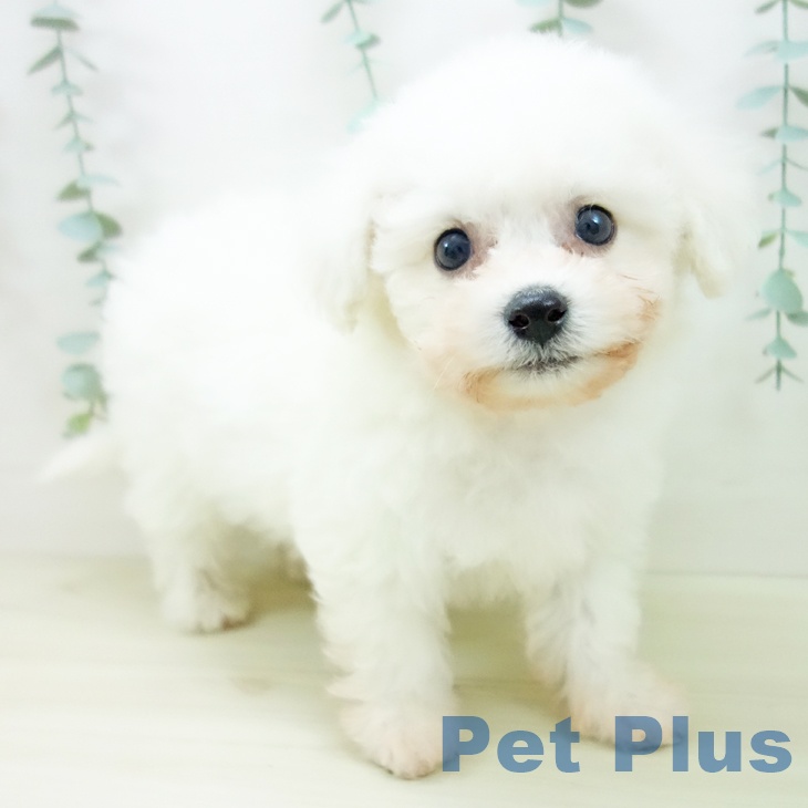 富山県のビションフリーゼ (ペットプラス 高岡店/2025年10月22日生まれ/男の子/ホワイト)の子犬の1枚目の画像