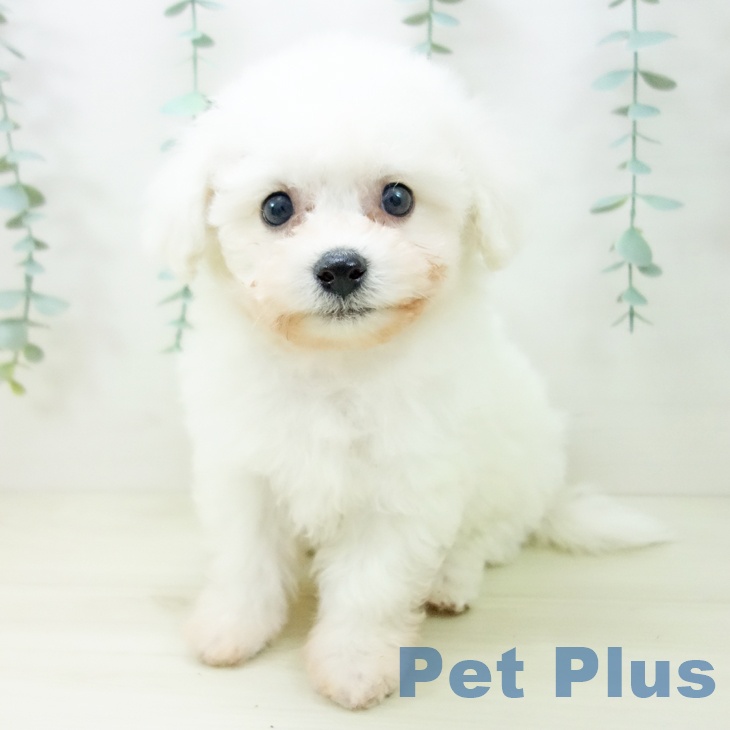 富山県のビションフリーゼ (ペットプラス 高岡店/2025年10月22日生まれ/男の子/ホワイト)の子犬の2枚目の画像