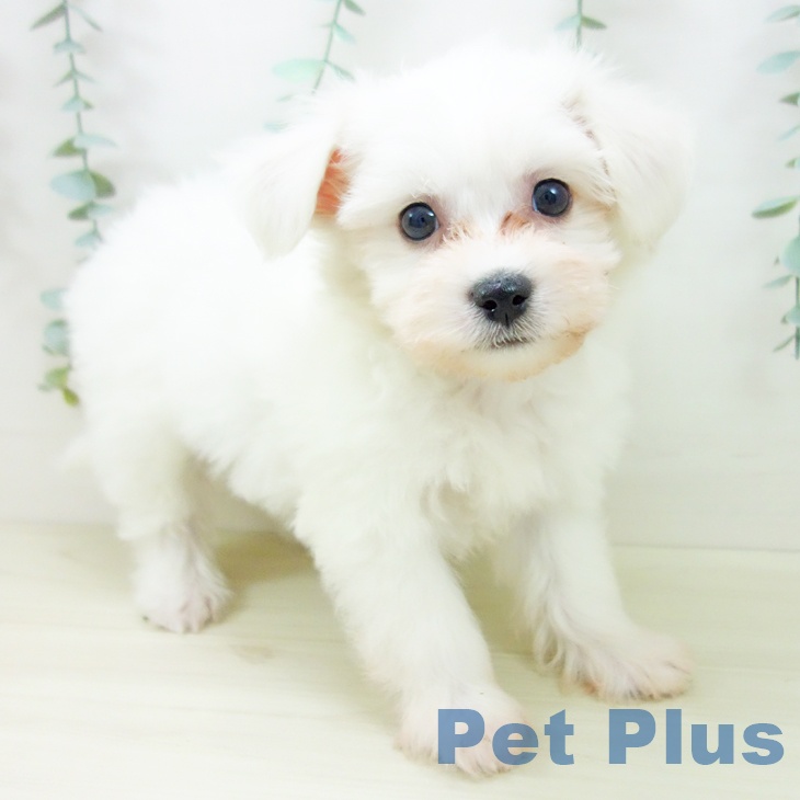 福島県のビションフリーゼ (ペットプラス 福島店/2025年10月22日生まれ/女の子/ホワイト)の子犬の1枚目の画像