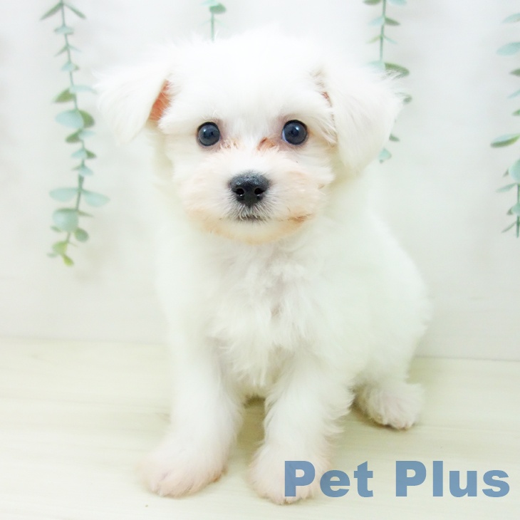福島県のビションフリーゼ (ペットプラス 福島店/2025年10月22日生まれ/女の子/ホワイト)の子犬の2枚目の画像