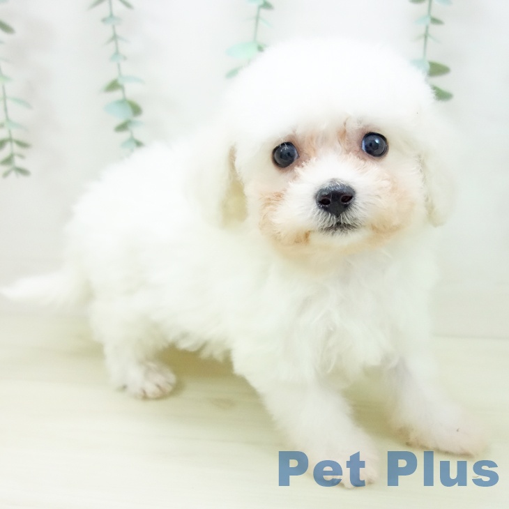 愛知県のビションフリーゼ (ペットプラス 名古屋茶屋店/2025年10月22日生まれ/女の子/ホワイト)の子犬の1枚目の画像