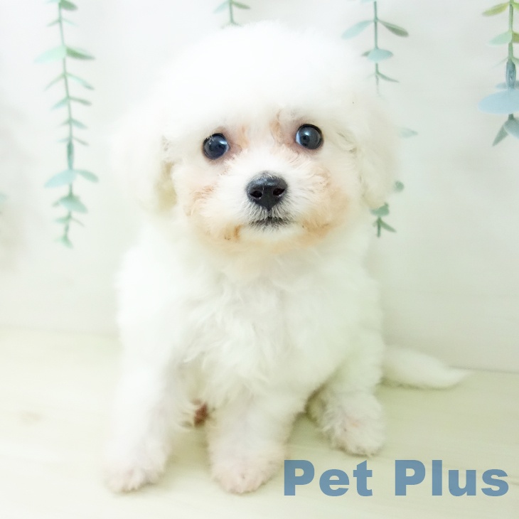 愛知県のビションフリーゼ (ペットプラス 名古屋茶屋店/2025年10月22日生まれ/女の子/ホワイト)の子犬の2枚目の画像