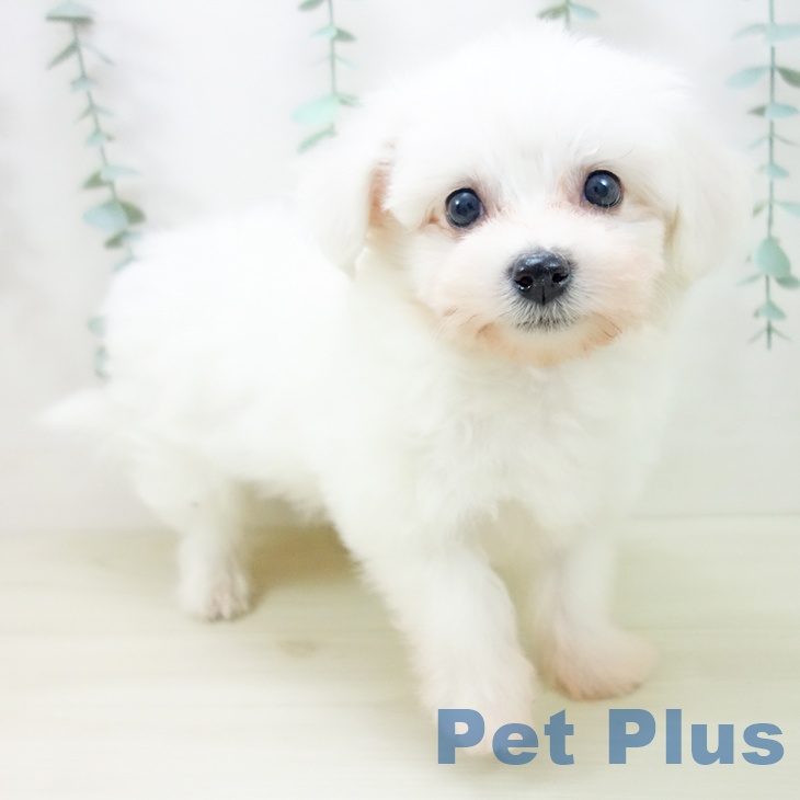 愛知県のビションフリーゼ (ペットプラス mozoワンダーシティ店/2025年10月22日生まれ/女の子/ホワイト)の子犬の1枚目の画像