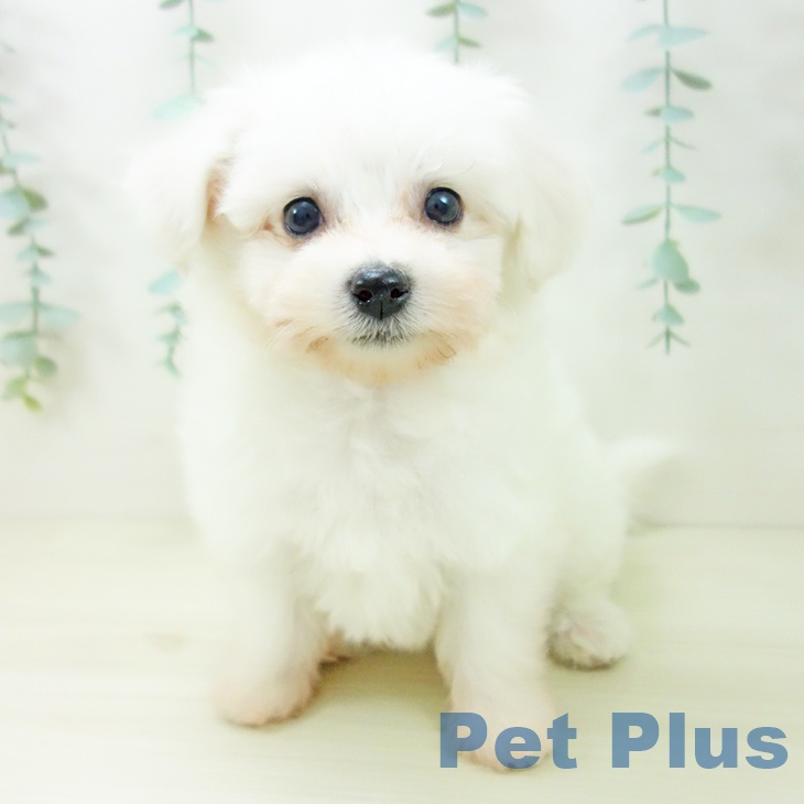 愛知県のビションフリーゼ (ペットプラス mozoワンダーシティ店/2025年10月22日生まれ/女の子/ホワイト)の子犬の2枚目の画像