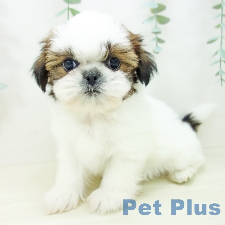 愛知県のシーズー (ペットプラス ナゴヤドーム前店/2025年10月22日生まれ/男の子/ゴールドホワイト)の子犬の1枚目の画像