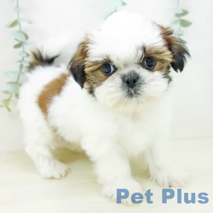 愛知県のシーズー (ペットプラス ナゴヤドーム前店/2025年10月22日生まれ/男の子/ゴールドホワイト)の子犬の2枚目の画像