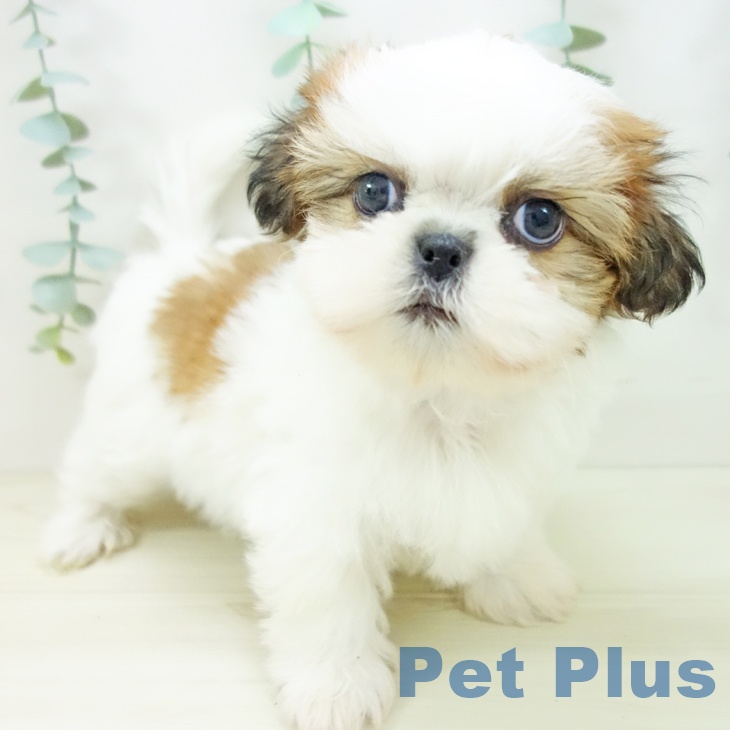 愛知県のシーズー (ペットプラス 名古屋茶屋店/2025年10月22日生まれ/女の子/ゴールドホワイト)の子犬の1枚目の画像