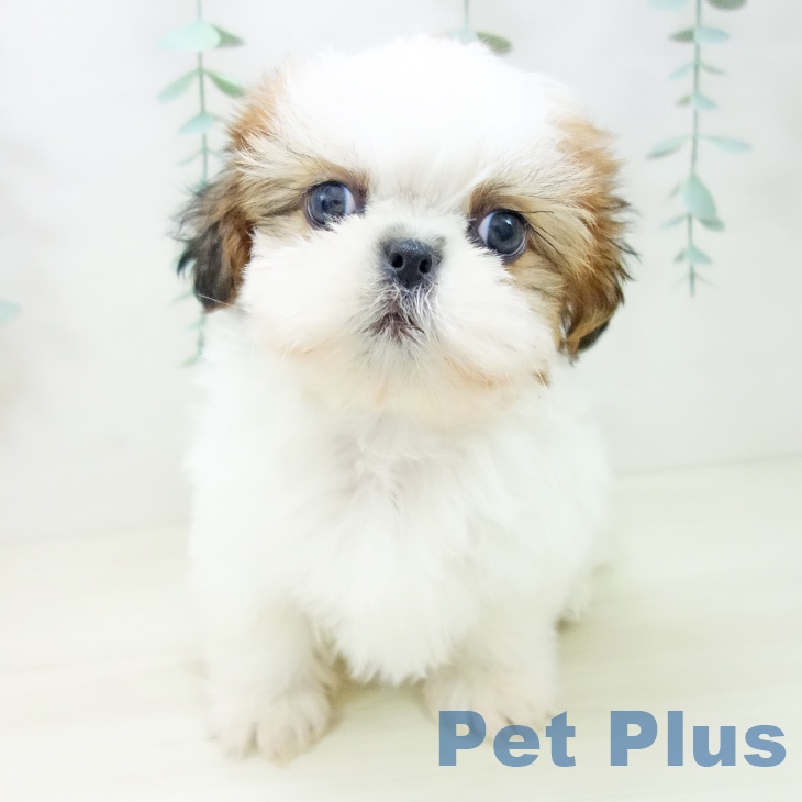愛知県のシーズー (ペットプラス 名古屋茶屋店/2025年10月22日生まれ/女の子/ゴールドホワイト)の子犬の2枚目の画像