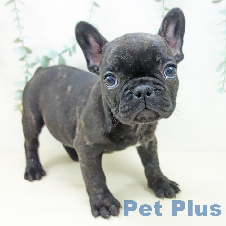 山形県のフレンチブルドッグ (ペットプラス 天童店/2025年10月21日生まれ/女の子/ブリンドル)の子犬の1枚目の画像