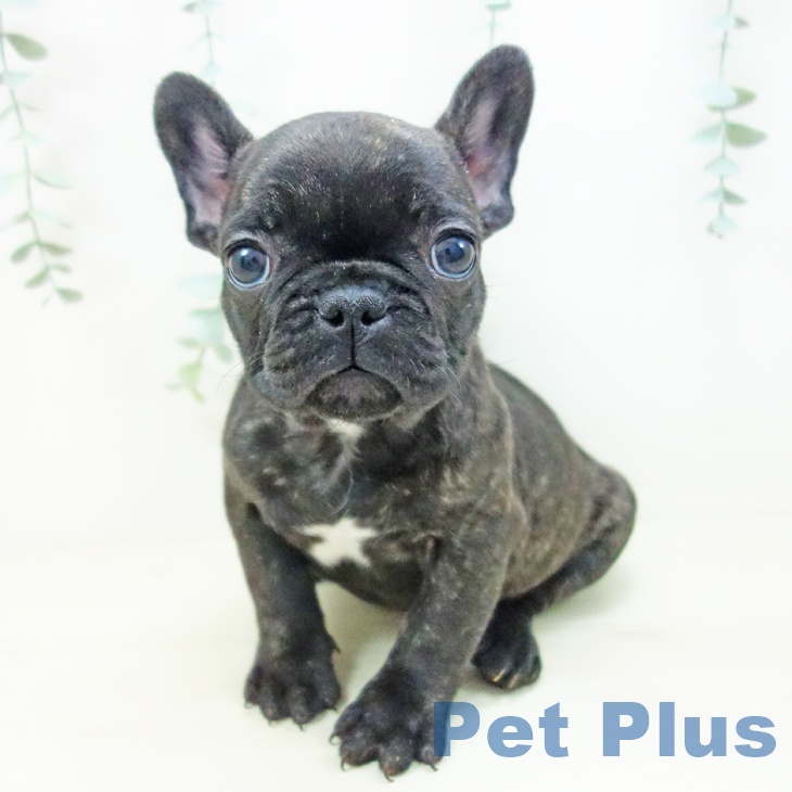 山形県のフレンチブルドッグ (ペットプラス 天童店/2025年10月21日生まれ/女の子/ブリンドル)の子犬の2枚目の画像