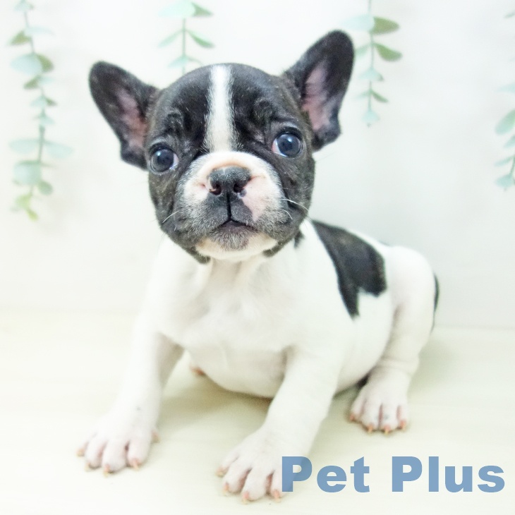東京都のフレンチブルドッグ (ペットプラス むさし村山店/2025年10月21日生まれ/女の子/パイド)の子犬の1枚目の画像