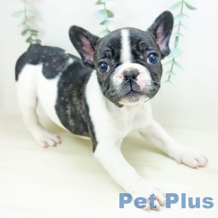東京都のフレンチブルドッグ (ペットプラス むさし村山店/2025年10月21日生まれ/女の子/パイド)の子犬の2枚目の画像