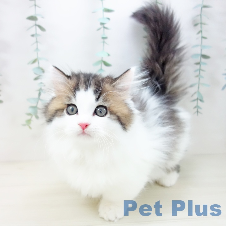 ミヌエットの写真2