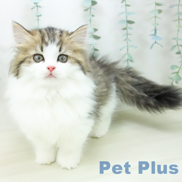 福岡県のミヌエット (ペットプラス 八幡東店/2025年10月18日生まれ/男の子/ブラウンタビーホワイト)の子猫の2枚目の画像