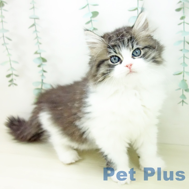 鹿児島県のミヌエット (ペットプラス 姶良店/2025年10月18日生まれ/女の子/ブラウンタビーホワイト)の子猫の1枚目の画像