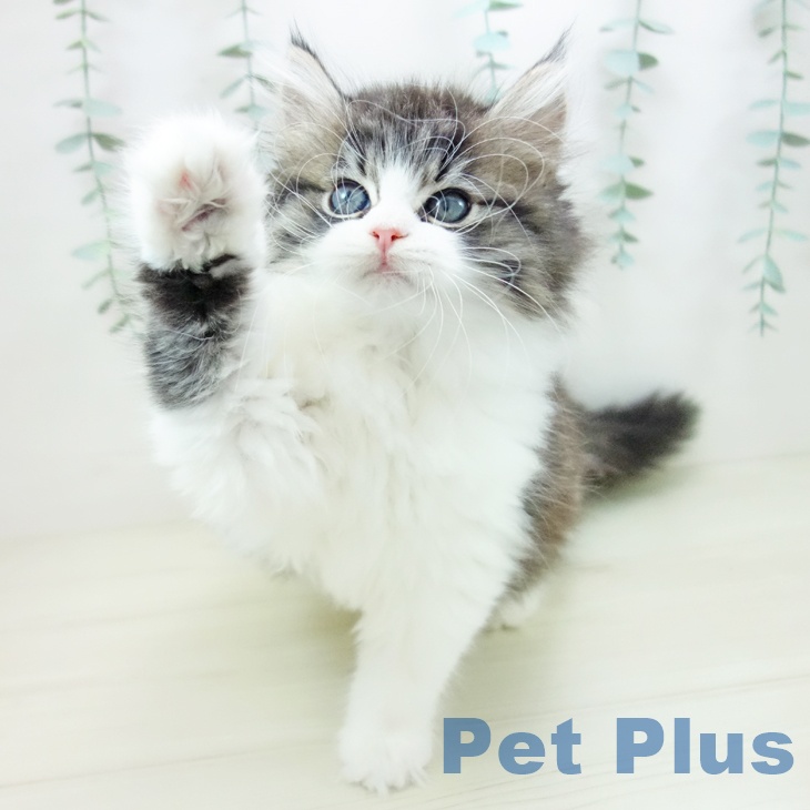 鹿児島県のミヌエット (ペットプラス 姶良店/2025年10月18日生まれ/女の子/ブラウンタビーホワイト)の子猫の2枚目の画像