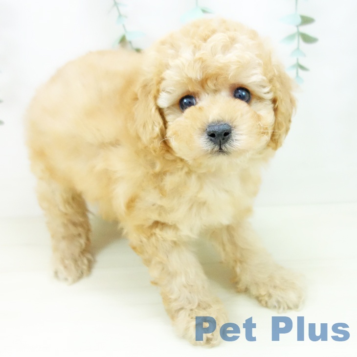 トイ・プードル