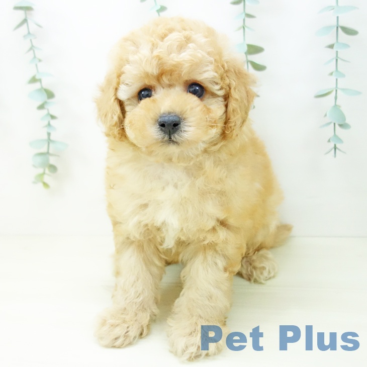 トイ・プードルの写真2