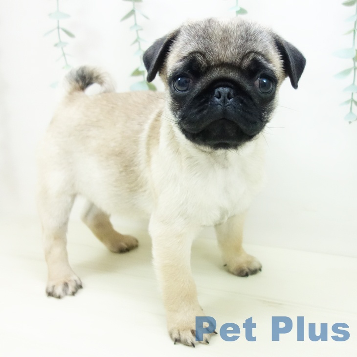 愛知県のパグ (ペットプラス ナゴヤドーム前店/2025年10月17日生まれ/男の子/フォーン)の子犬の1枚目の画像