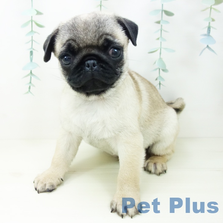 愛知県のパグ (ペットプラス ナゴヤドーム前店/2025年10月17日生まれ/男の子/フォーン)の子犬の2枚目の画像