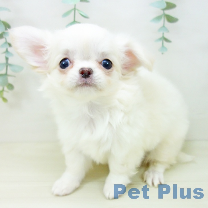 東京都のチワワ(ロング) (ペットプラス MARK IS 葛飾かなまち店/2025年10月20日生まれ/男の子/クリームホワイト)の子犬の1枚目の画像