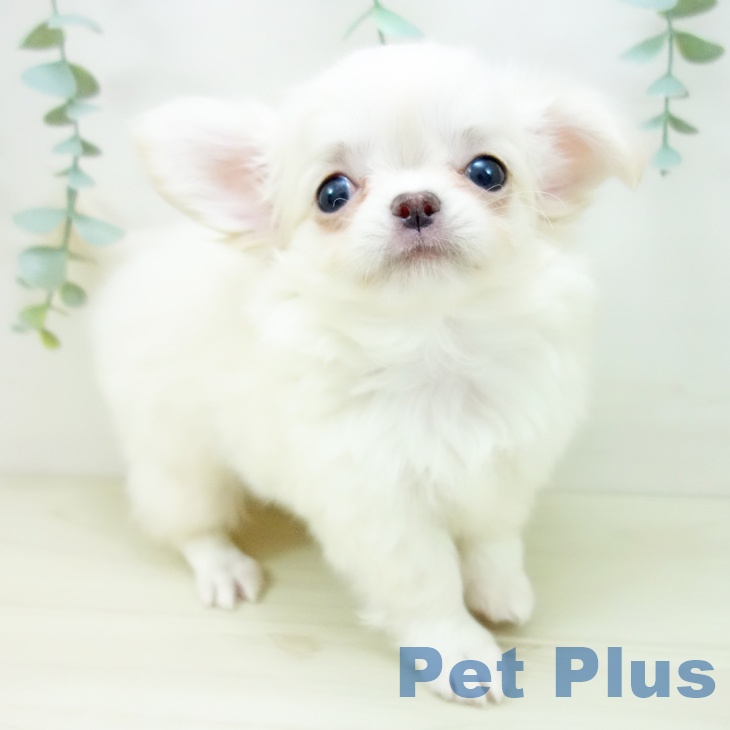 東京都のチワワ(ロング) (ペットプラス MARK IS 葛飾かなまち店/2025年10月20日生まれ/男の子/クリームホワイト)の子犬の2枚目の画像