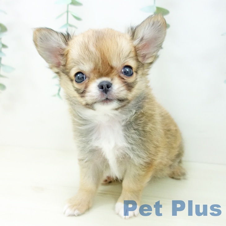 岐阜県のチワワ(ロング) (ペットプラス 各務原店/2025年10月20日生まれ/女の子/レッドホワイト)の子犬の1枚目の画像