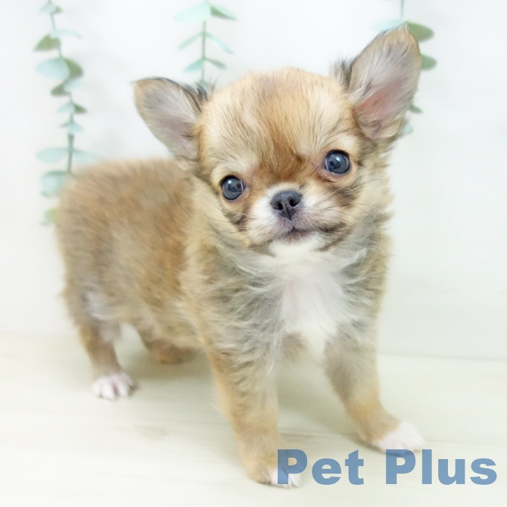 岐阜県のチワワ(ロング) (ペットプラス 各務原店/2025年10月20日生まれ/女の子/レッドホワイト)の子犬の2枚目の画像