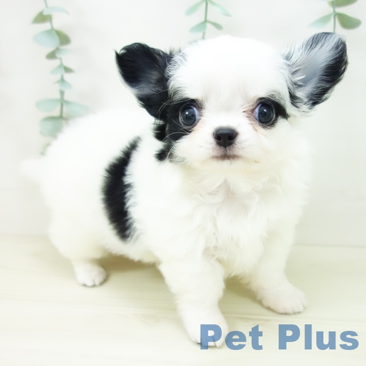 愛知県のチワワ(ロング) (ペットプラス ナゴヤドーム前店/2025年10月22日生まれ/女の子/ホワイトブラック)の子犬の1枚目の画像