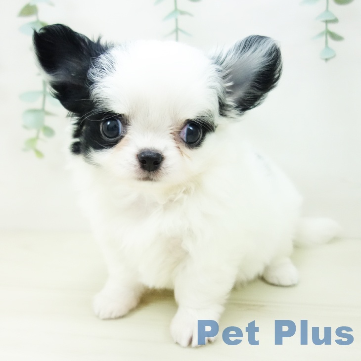 愛知県のチワワ(ロング) (ペットプラス ナゴヤドーム前店/2025年10月22日生まれ/女の子/ホワイトブラック)の子犬の2枚目の画像